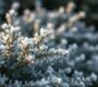 Bescherm je tuinplanten in de winter: tips en trucs